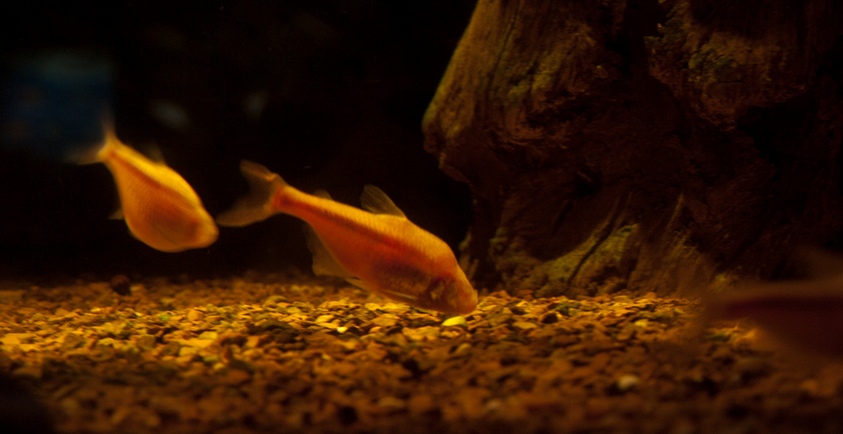 слепые рыбки ищут свет