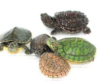 Аквариумная черепаха. Купить водных черепах в интернет магазине по низким ценам от 300 руб.