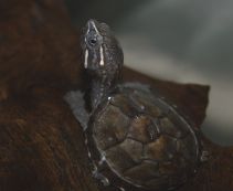 Черепаха мускусная купить в интернет магазине