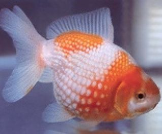 Золотая рыбка Жемчужинка купить 4,5см (GR 04)