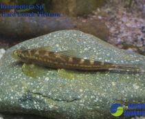 Рыба-ящерица Homaloptera купить 5 см