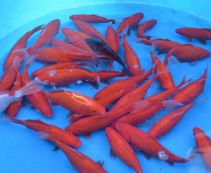 Карась красный 13-15 см для пруда купить с доставкой 