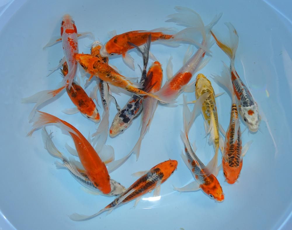 Карпы кои вуалевые 10 см с доставкой - Marlin Aquarium